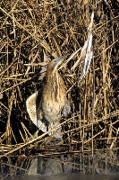 Tarabuso