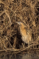 Tarabuso