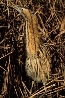 Tarabuso
