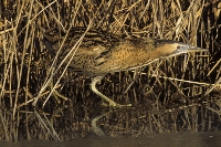 Tarabuso