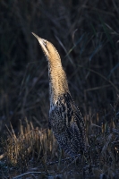 Tarabuso