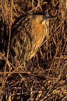 Tarabuso