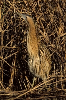 Tarabuso