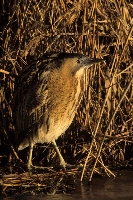 Tarabuso