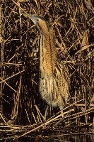 Tarabuso