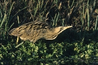 Tarabuso