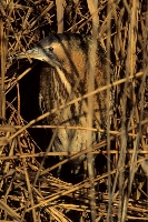 Tarabuso